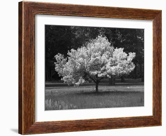 Cherry Blossom, Michigan 04-Monte Nagler-Framed Photographic Print