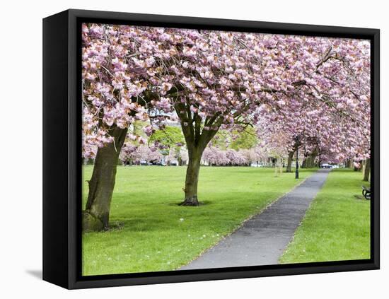 Cherry Blossom on the Stray in Spring, Harrogate, North Yorkshire, Yorkshire, England, UK, Europe-Mark Sunderland-Framed Premier Image Canvas