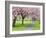 Cherry Blossom on the Stray in Spring, Harrogate, North Yorkshire, Yorkshire, England, UK, Europe-Mark Sunderland-Framed Photographic Print