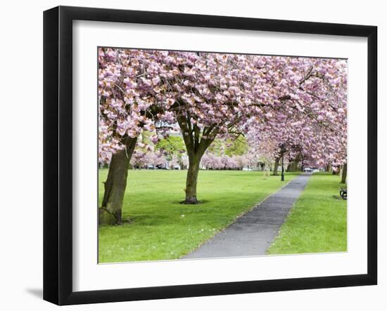 Cherry Blossom on the Stray in Spring, Harrogate, North Yorkshire, Yorkshire, England, UK, Europe-Mark Sunderland-Framed Photographic Print