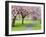 Cherry Blossom on the Stray in Spring, Harrogate, North Yorkshire, Yorkshire, England, UK, Europe-Mark Sunderland-Framed Photographic Print