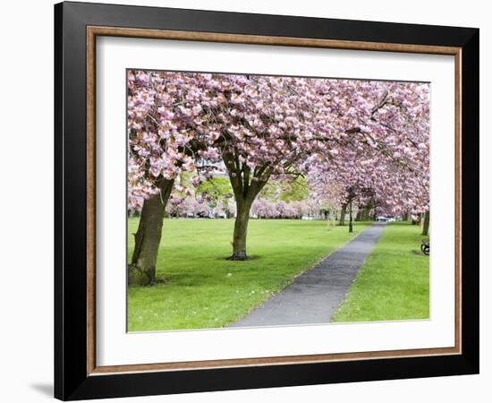 Cherry Blossom on the Stray in Spring, Harrogate, North Yorkshire, Yorkshire, England, UK, Europe-Mark Sunderland-Framed Photographic Print