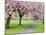 Cherry Blossom on the Stray in Spring, Harrogate, North Yorkshire, Yorkshire, England, UK, Europe-Mark Sunderland-Mounted Photographic Print