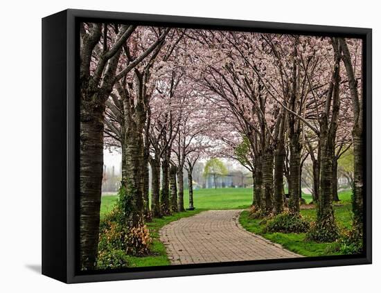 Cherry Blossom Path-Chuck Burdick-Framed Premier Image Canvas