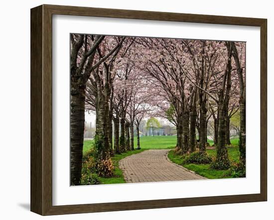 Cherry Blossom Path-Chuck Burdick-Framed Photographic Print