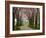 Cherry Blossom Path-Chuck Burdick-Framed Photographic Print