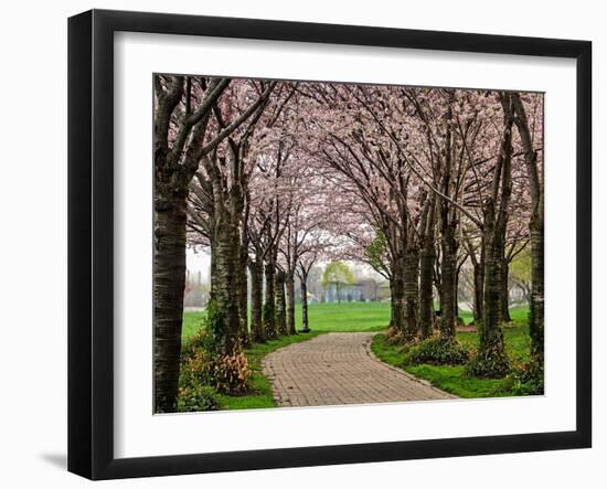 Cherry Blossom Path-Chuck Burdick-Framed Photographic Print