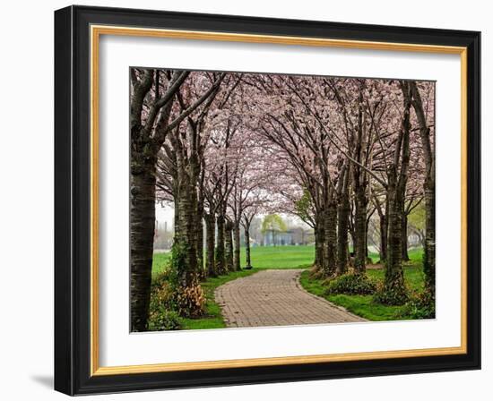 Cherry Blossom Path-Chuck Burdick-Framed Photographic Print