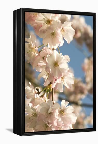 Cherry Blossom (Prunus 'Accolade')-Adrian Thomas-Framed Premier Image Canvas