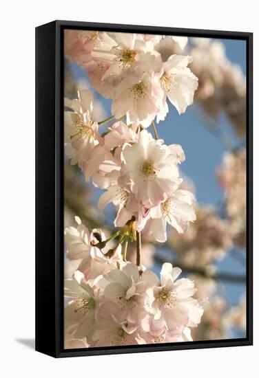 Cherry Blossom (Prunus 'Accolade')-Adrian Thomas-Framed Premier Image Canvas
