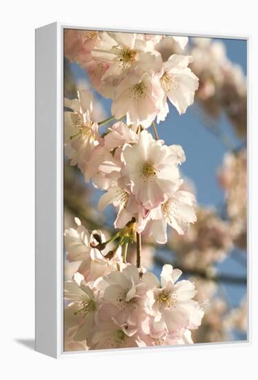 Cherry Blossom (Prunus 'Accolade')-Adrian Thomas-Framed Premier Image Canvas