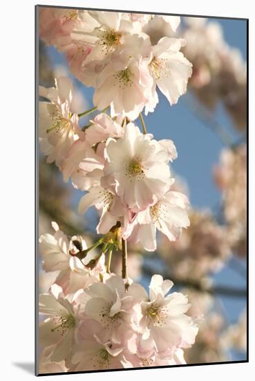 Cherry Blossom (Prunus 'Accolade')-Adrian Thomas-Mounted Photographic Print