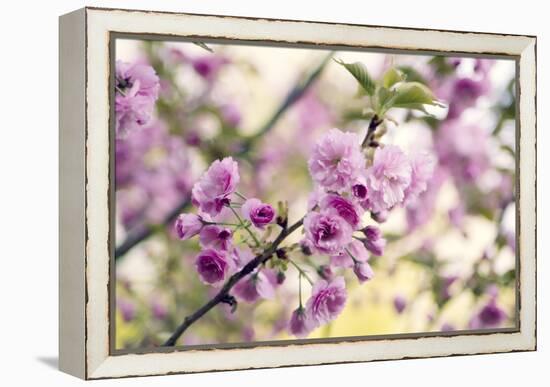 Cherry Blossom (Prunus 'Serrulata')-Maria Mosolova-Framed Premier Image Canvas