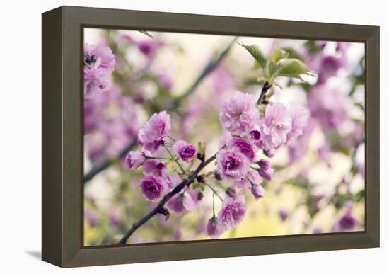 Cherry Blossom (Prunus 'Serrulata')-Maria Mosolova-Framed Premier Image Canvas