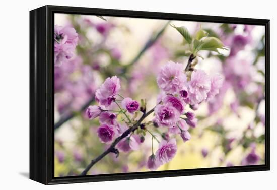 Cherry Blossom (Prunus 'Serrulata')-Maria Mosolova-Framed Premier Image Canvas