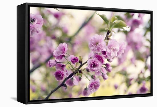 Cherry Blossom (Prunus 'Serrulata')-Maria Mosolova-Framed Premier Image Canvas