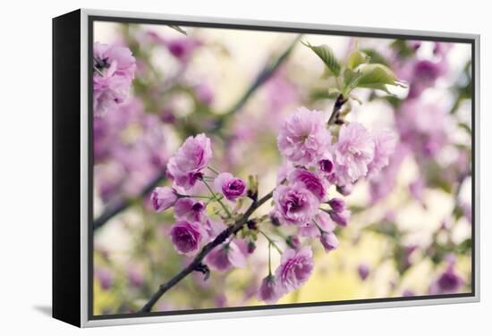 Cherry Blossom (Prunus 'Serrulata')-Maria Mosolova-Framed Premier Image Canvas