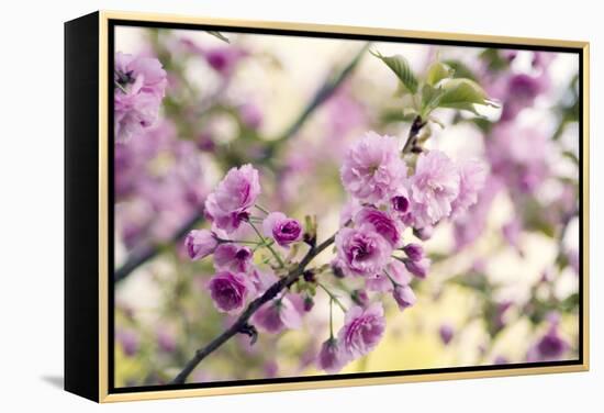 Cherry Blossom (Prunus 'Serrulata')-Maria Mosolova-Framed Premier Image Canvas