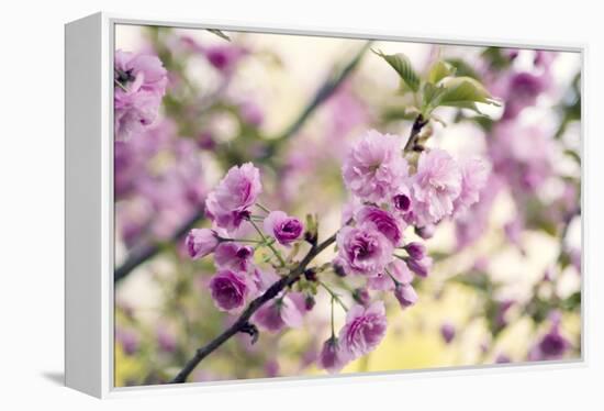 Cherry Blossom (Prunus 'Serrulata')-Maria Mosolova-Framed Premier Image Canvas