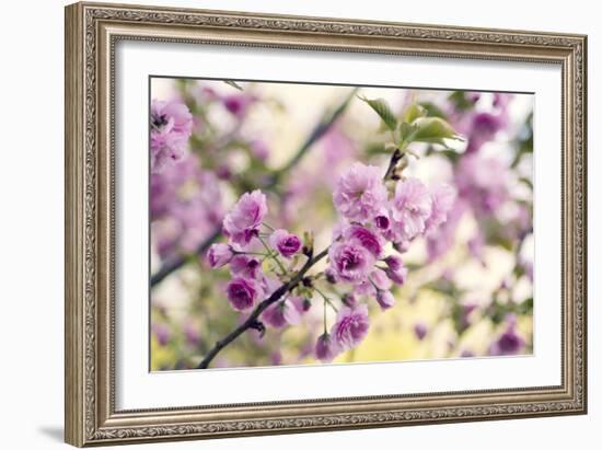 Cherry Blossom (Prunus 'Serrulata')-Maria Mosolova-Framed Photographic Print