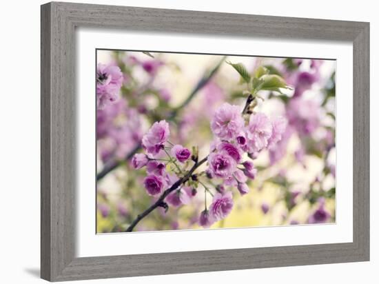 Cherry Blossom (Prunus 'Serrulata')-Maria Mosolova-Framed Photographic Print