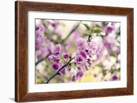 Cherry Blossom (Prunus 'Serrulata')-Maria Mosolova-Framed Photographic Print