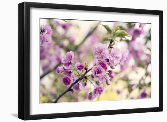 Cherry Blossom (Prunus 'Serrulata')-Maria Mosolova-Framed Photographic Print