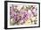 Cherry Blossom (Prunus 'Serrulata')-Maria Mosolova-Framed Photographic Print