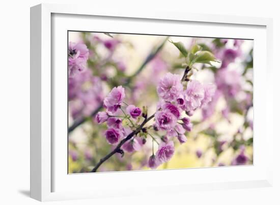 Cherry Blossom (Prunus 'Serrulata')-Maria Mosolova-Framed Photographic Print