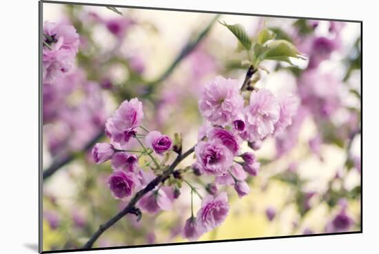 Cherry Blossom (Prunus 'Serrulata')-Maria Mosolova-Mounted Photographic Print