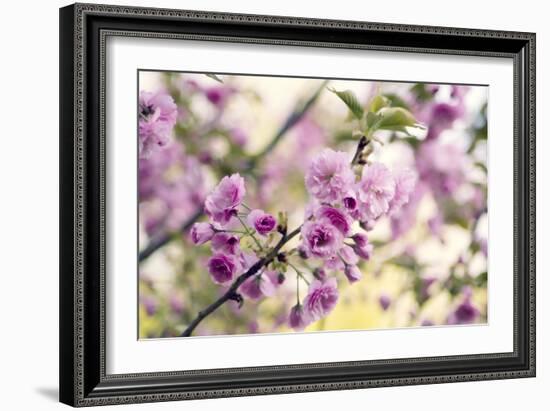 Cherry Blossom (Prunus 'Serrulata')-Maria Mosolova-Framed Photographic Print