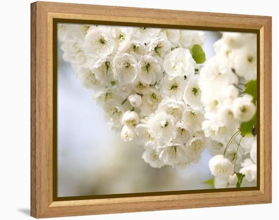 Cherry Blossom (Prunus Sp.)-Adrian Bicker-Framed Premier Image Canvas