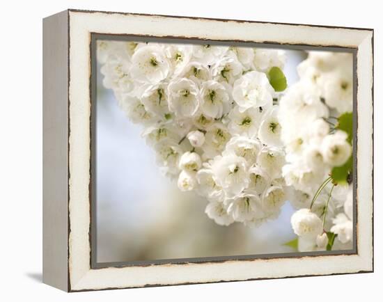 Cherry Blossom (Prunus Sp.)-Adrian Bicker-Framed Premier Image Canvas