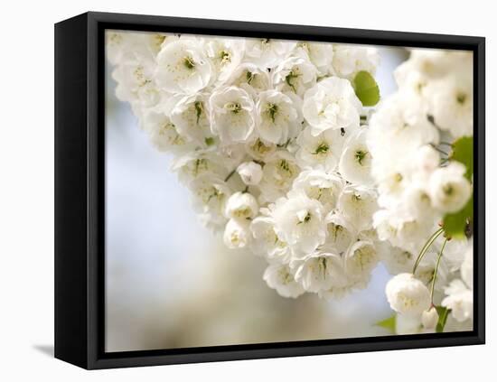 Cherry Blossom (Prunus Sp.)-Adrian Bicker-Framed Premier Image Canvas