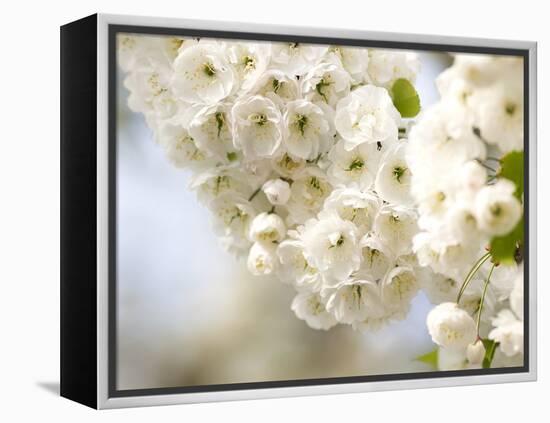 Cherry Blossom (Prunus Sp.)-Adrian Bicker-Framed Premier Image Canvas