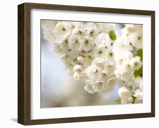 Cherry Blossom (Prunus Sp.)-Adrian Bicker-Framed Photographic Print