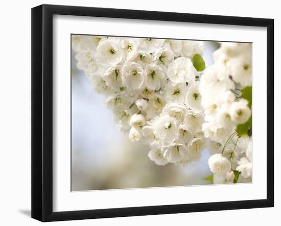 Cherry Blossom (Prunus Sp.)-Adrian Bicker-Framed Photographic Print