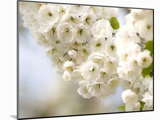 Cherry Blossom (Prunus Sp.)-Adrian Bicker-Mounted Photographic Print