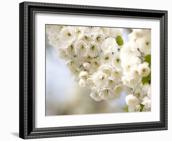 Cherry Blossom (Prunus Sp.)-Adrian Bicker-Framed Photographic Print