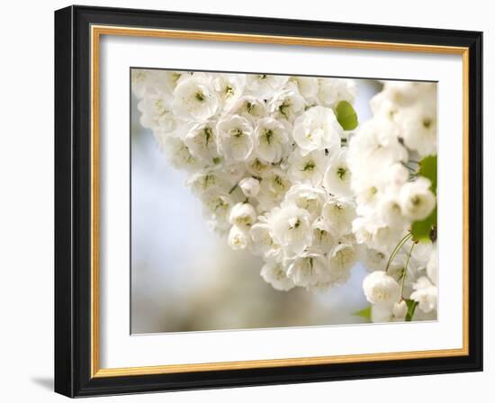 Cherry Blossom (Prunus Sp.)-Adrian Bicker-Framed Photographic Print