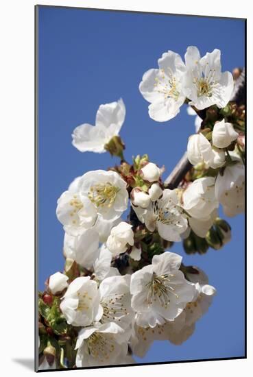 Cherry Blossom (Prunus Sp.)-Bjorn Svensson-Mounted Photographic Print
