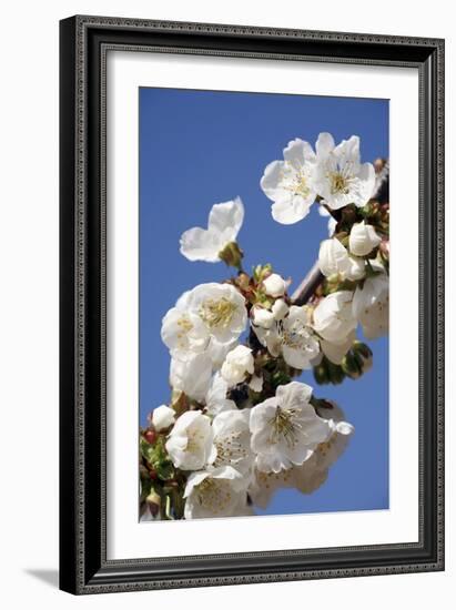 Cherry Blossom (Prunus Sp.)-Bjorn Svensson-Framed Photographic Print