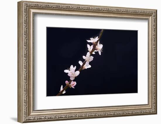 Cherry Blossom Sakura Isolated Black Background-crystalfoto-Framed Photographic Print