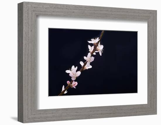 Cherry Blossom Sakura Isolated Black Background-crystalfoto-Framed Photographic Print