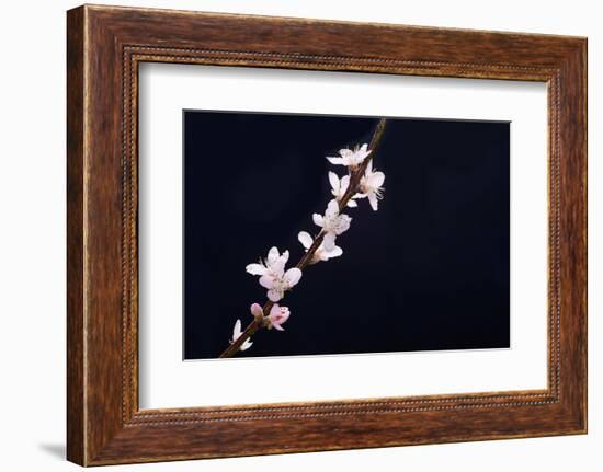 Cherry Blossom Sakura Isolated Black Background-crystalfoto-Framed Photographic Print