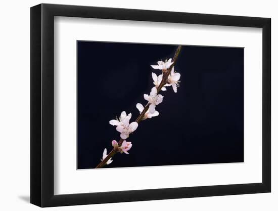 Cherry Blossom Sakura Isolated Black Background-crystalfoto-Framed Photographic Print