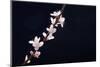 Cherry Blossom Sakura Isolated Black Background-crystalfoto-Mounted Photographic Print