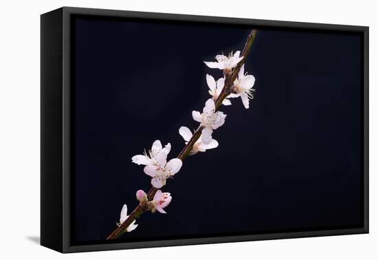 Cherry Blossom Sakura Isolated Black Background-crystalfoto-Framed Premier Image Canvas
