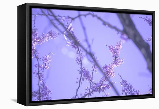 Cherry Blossom Sky 8-null-Framed Premier Image Canvas