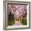 Cherry Blossom Trail-Chuck Burdick-Framed Photographic Print